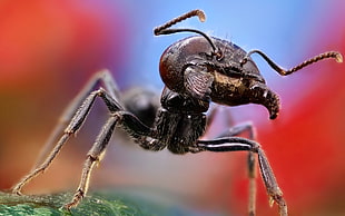 black army ant macro photography HD wallpaper