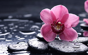 pink Moth Orchid flower on black pebbles with dewdrops at daytime