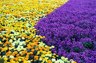 yellow and purple flower bed
