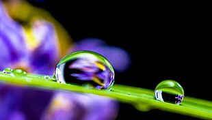 water droplets close up photography HD wallpaper