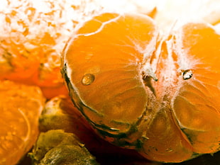 citrus fruiots HD wallpaper