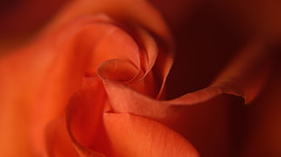 macro photography of orange flower HD wallpaper