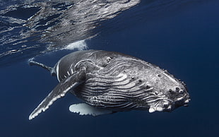 humpback whale, underwater, whale, humpback whale