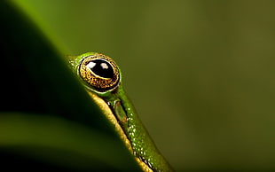 macro photography of tree frog's eyes