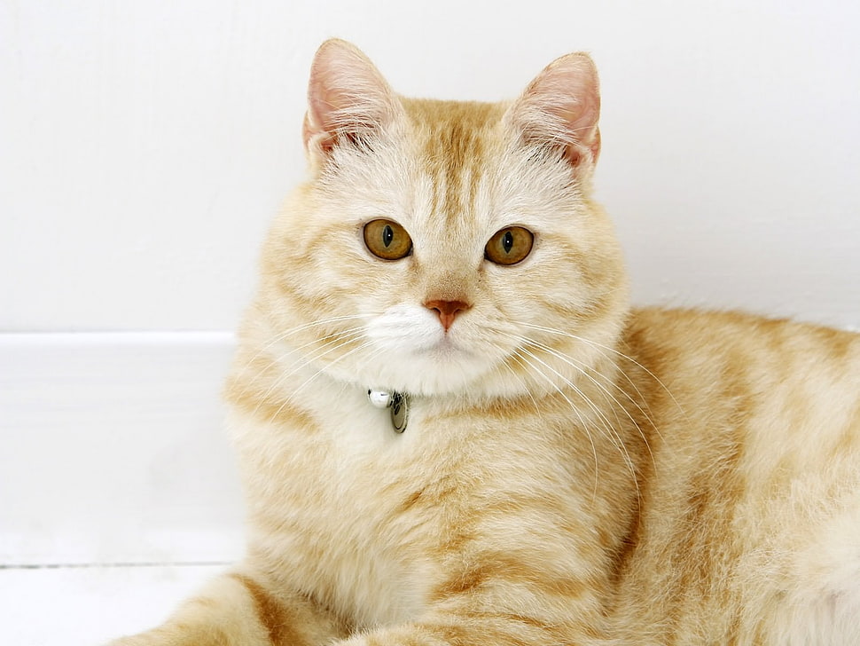 brown tabby cat HD wallpaper