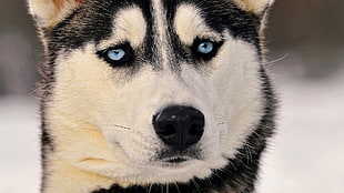 adult black and white Siberian Husky, Siberian Husky , animals, dog HD wallpaper