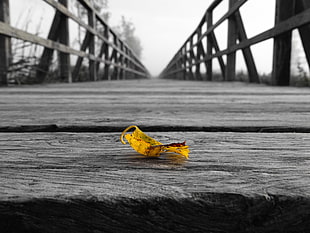 selective color photography of yellow dried leaf on a wooden bridge