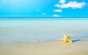 closeup photo of yellow starfish on beach during daytime