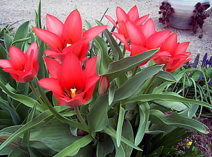 shallow photo of red flowers