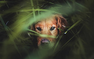 selective focus photography of light golden retriever puppy surrounded by grass