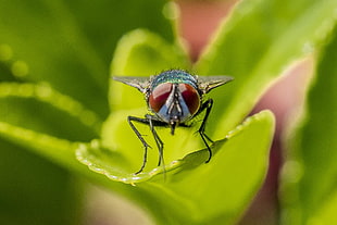 macro photography of bottle fly perching on green leaf, green bottle fly