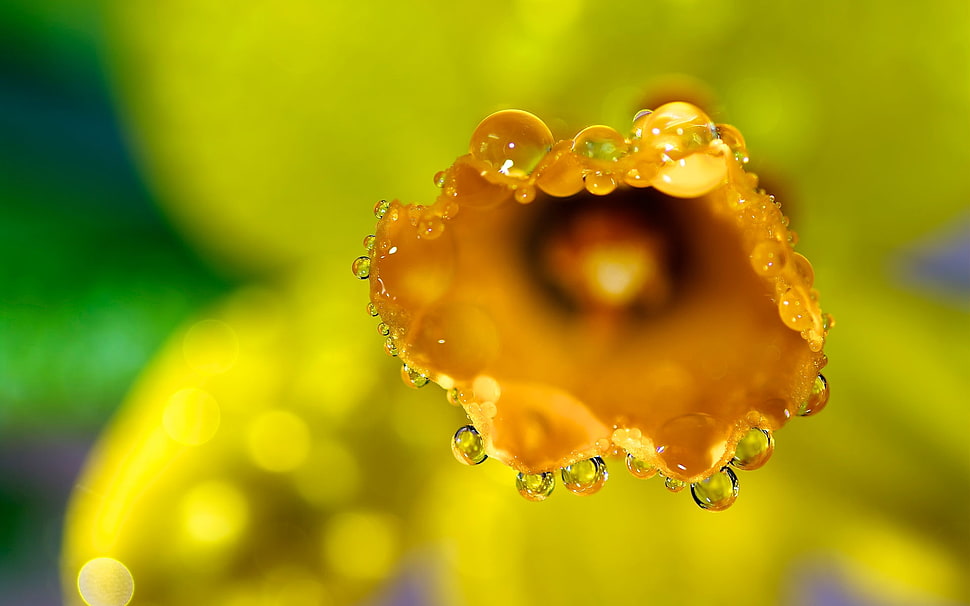 yellow flower HD wallpaper