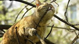 brown and black tabby cat, cat, branch