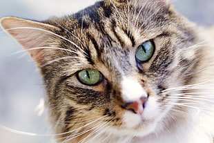 selective focus photography of brown Tabby Cat