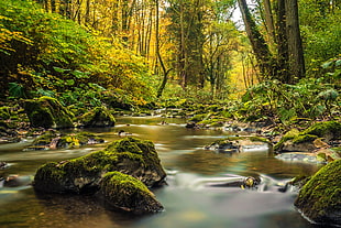 river bank beside green grass and trees during daytime
