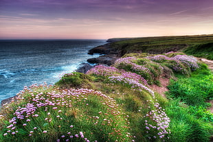 purple flowers on cliff near sea HD wallpaper