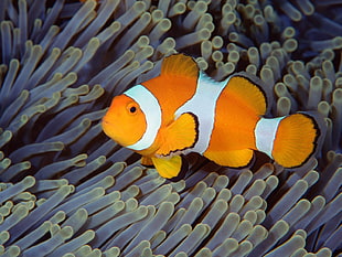 orange clown fish HD wallpaper