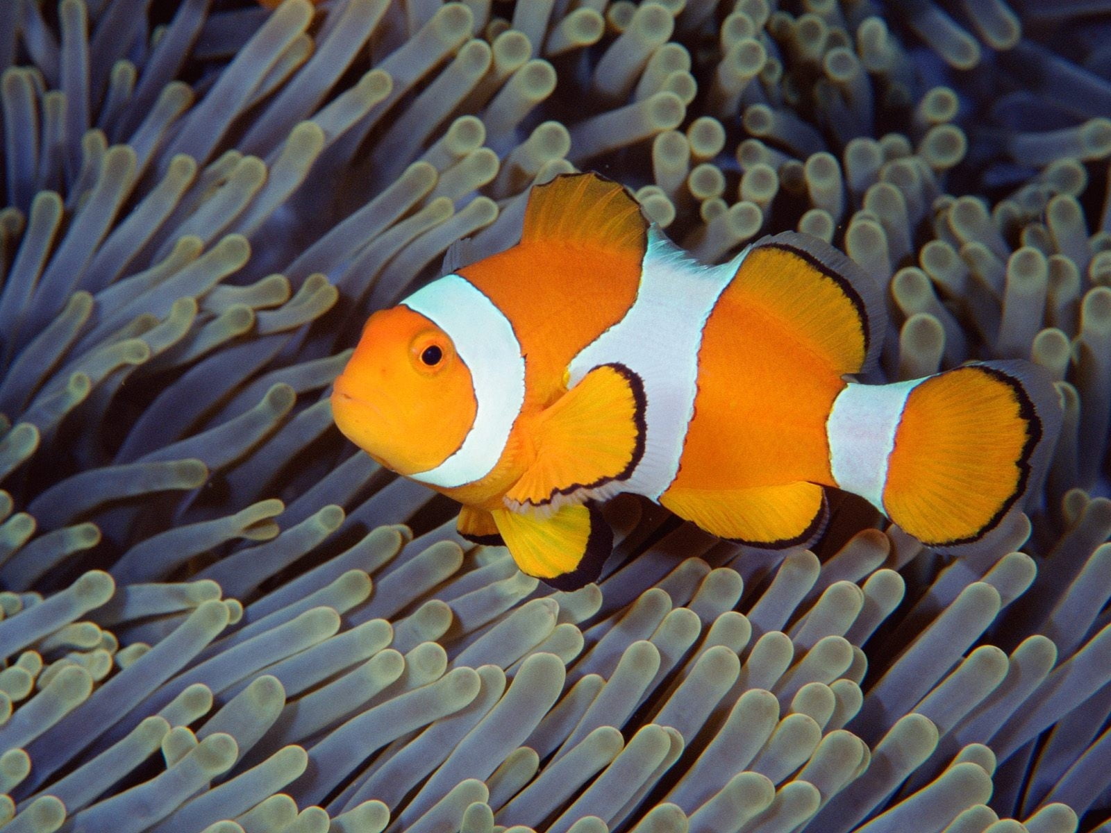 orange clown fish HD wallpaper.