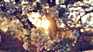 white Cherry Blossoms in bloom at sunset HD wallpaper