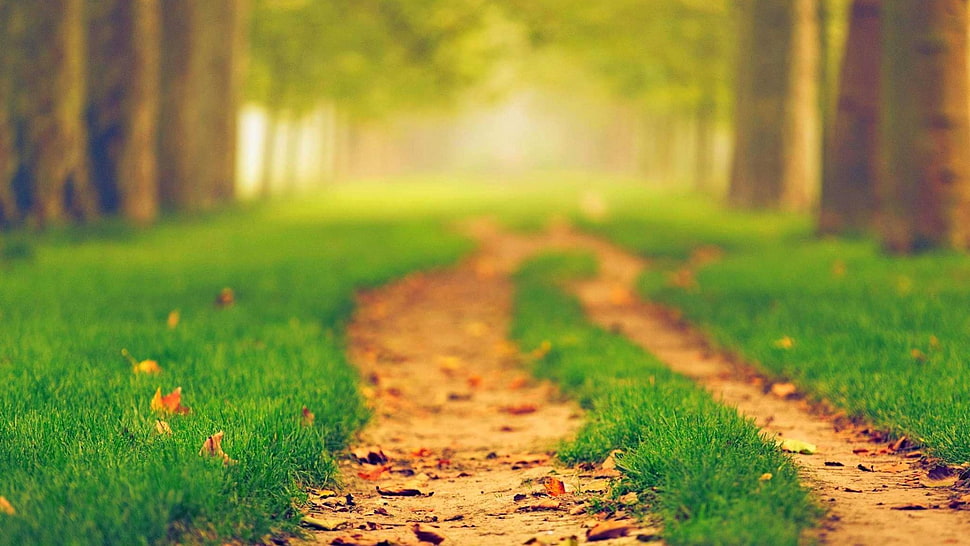 green grasses, nature, path, blurred, green HD wallpaper
