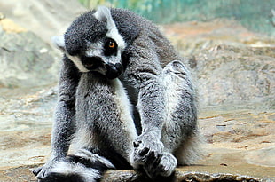 gray lemur