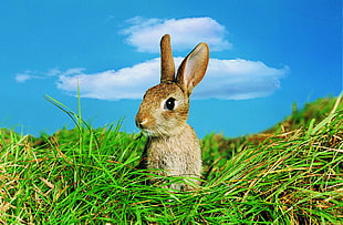 brown and white rabbit HD wallpaper