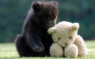 black bear, animals, bears, teddy bears, cubs HD wallpaper