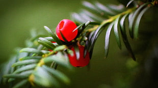 red fruit, nature HD wallpaper
