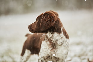 selective photograpy of long-coated brown and white puppy close-up photo during daytime