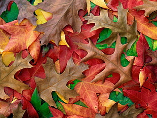 brown and red leaves HD wallpaper