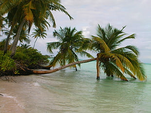 palm trees, nature, landscape, Maldives, palm trees HD wallpaper