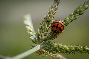 close up photography of ladybug on green plant, ladybird