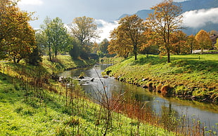 landscape photography of green forest and river