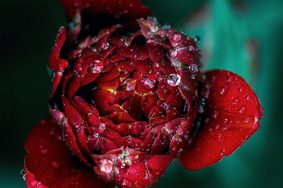 red rose photography, Red, Flower, Drops HD wallpaper