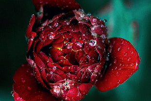 red rose photography, Red, Flower, Drops