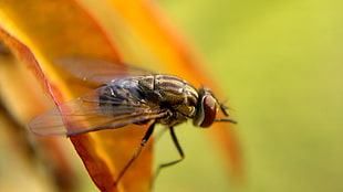 Common House fly perched on brown leaf, mosca