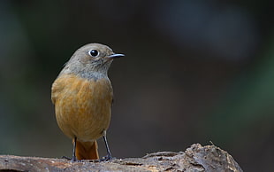 focus photo of yellow chest bird