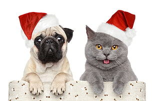 gray cat and fawn Pug leaning on gray cushion wearing Santa Claus hats