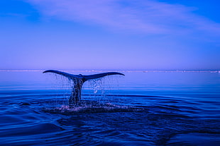 whale tail above of water during sunset