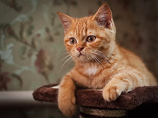 orange Tabby cat HD wallpaper