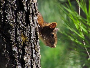 brown squirrel hiding on tree
