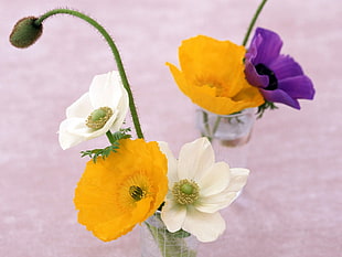 yellow and white poppy flowers HD wallpaper