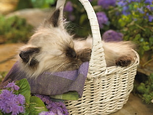 Siamese cat sleeping in basket