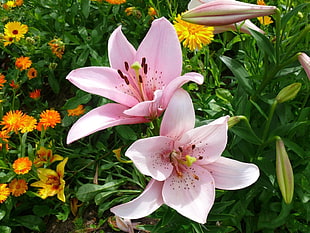 pink-and-yellow flowers