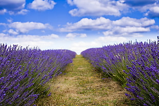 photo of lavender field under blue sky during daytime