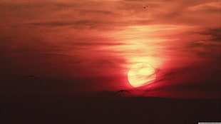 red sunset scenery, nature, Sun, birds, sky