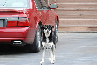 adult medium-coated black and fawn dog standing near red sedan HD wallpaper