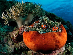 two clown fish, sea anemones, clownfish, fish, underwater