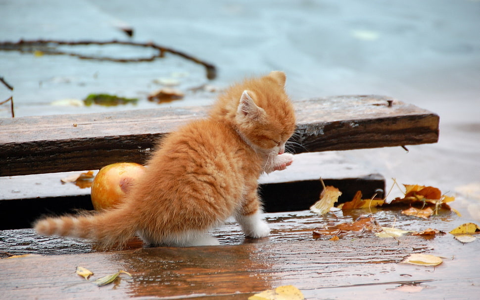 orange tabby kitten HD wallpaper