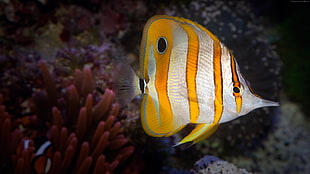 close-up photo of yellow and gray fish HD wallpaper